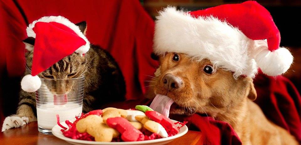 chien et chat de noel